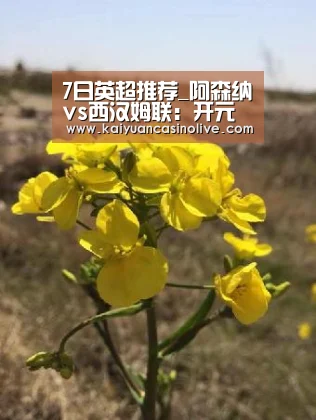 开元电竞